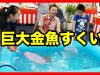 【E-DGE夏祭り】爆笑！MEGWINさん,デカキンさんと巨大金魚すくい★ ベイビーチャンネル