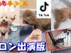 TikTok トイプードル コロン出演版❤️自慢のペット DOG toy Poodle ティックトック
