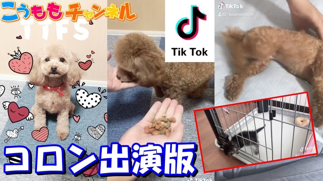 TikTok トイプードル コロン出演版❤️自慢のペット DOG toy Poodle ティックトック