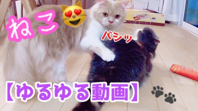 【おまけ動画】猫ちゃん達がかわいすぎた?