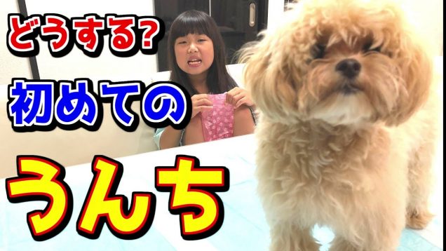 小学生が初めて子犬のウンチのお世話をしたら爆笑でした【しほりみチャンネル】