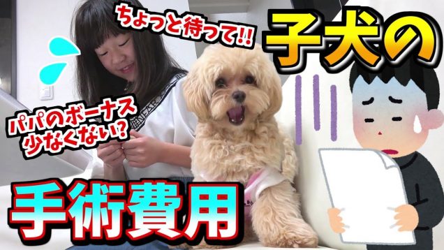 【手術にかかった費用公開】子犬の去勢費用ーパパのボーナス＝初めてのア●ム（号泣）【しほりみチャンネル】