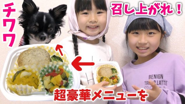 チワワにお弁当あげたら食べる？ご褒美にたまにはいいんじゃない？♪