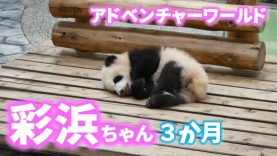 パンダの赤ちゃん彩浜３か月?可愛すぎ?