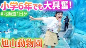 北海道旅行1日目♪日本一人気の動物園「旭山動物園」は小6女子も大興奮なところだった！