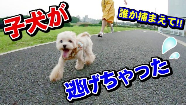 【誰か助けて?】散歩中に子犬が逃げてしまいました?どうなるコロン‼️（迷子　迷い犬　脱走）【しほりみチャンネル】