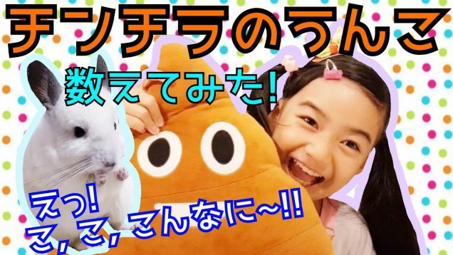 【チンチラ】は1日に【うんこ?】を何個する!?…か数えてみた!★My Chinchilla Poops a lot!