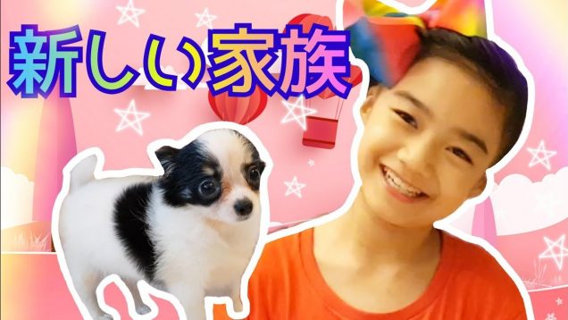 【新しい家族】を紹介します!★Chihuahua Puppy