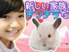 【新しい家族】【チンチラ】☆飼ってみた!★My New Pet is a Chinchilla!