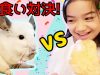 【早食い対決】チンチラ VS ゆいな☆どっちが早くおやつを食べれる!?★Speed Eating