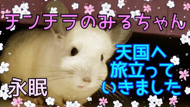チンチラのみるちゃんが天国へ旅立っていきました