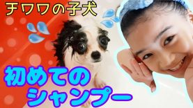 【子犬  シャンプー】チワワの子犬もなちゃん?初めてのシャンプー?Bathing My Chihuahua Puppy
