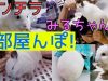 【チンチラ部屋んぽ】チンチラみるちゃんの部屋散歩★よく走るよ〜!★Chinchilla Walking