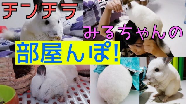 【チンチラ部屋んぽ】チンチラみるちゃんの部屋散歩★よく走るよ〜!★Chinchilla Walking
