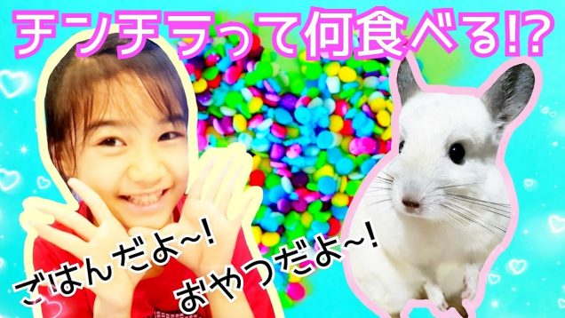 【チンチラ】の食べ物＆おやつ★チンチラは何を食べる!?★チンチラの食事風景★Food for Chinchilla
