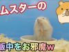 ハムスターがペレットのご飯食べるだけの動画?hamster pellet