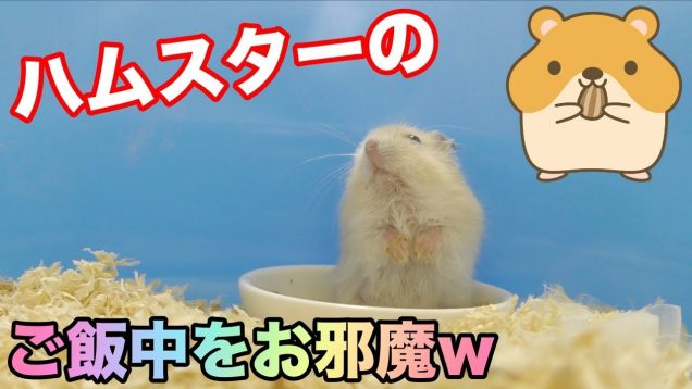 ハムスターがペレットのご飯食べるだけの動画?hamster pellet