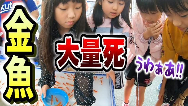 「犯人は誰だ!!」金魚すくい対決で発覚した大事件…子供たちが帰った後に大量の金魚が…生き物は大切に扱いましょう【しほりみチャンネル】