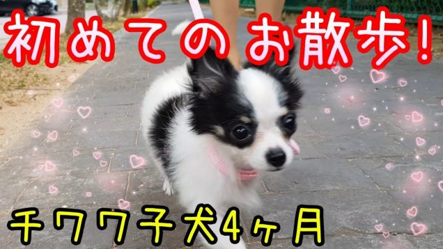 【チワワ 子犬】4ヶ月の子犬 ?もなちゃんの初めてのお散歩!?ブランコとお滑りもしたよ?
Puppy’s First Walk