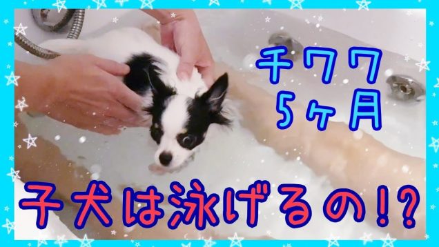 【検証】?5ヶ月のチワワの子犬は泳げるのか!? 試してみた!?Can my puppy swim!?