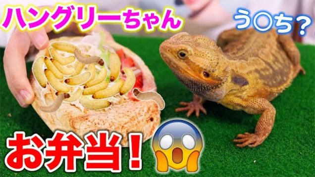 ハングリーちゃんに虫たっぷりのお弁当作り！う○ちが出て大事件？！【爬虫類】