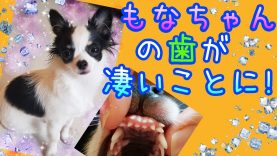 【子犬の歯】チワワもなちゃんの口の中が歯だらけになっていた〜!★子犬の歯の生え変わり期Puppy Teeth