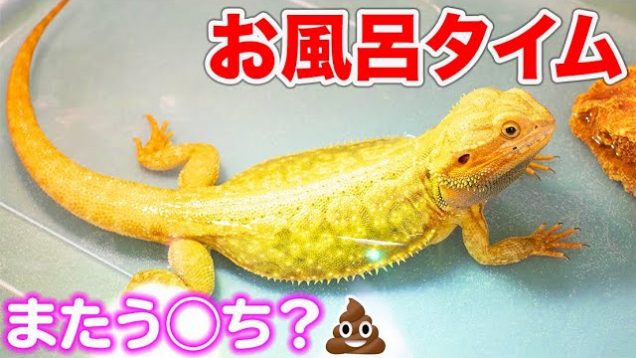 ハングリーちゃんのお風呂タイム✨またう◯ちしちゃう？！?【フトアゴヒゲトカゲ】(Bearded Dragon)