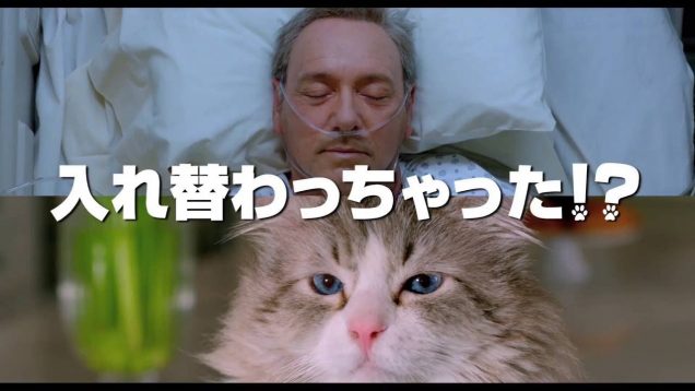 「君のニャは。」映画『メン・イン・キャット』予告編【しほりみ映画部】