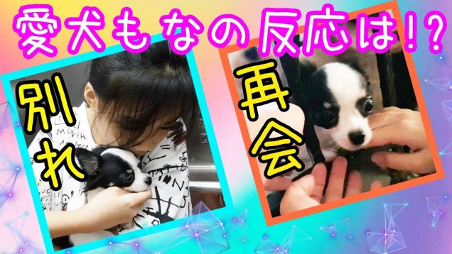 飼い主との突然の別れと再会に愛犬もな?の反応は!?