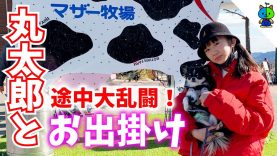 【丸太郎】犬連れで行くマザー牧場が楽し過ぎた！ワンちゃんとお出掛け動画?【ももかチャンネル】