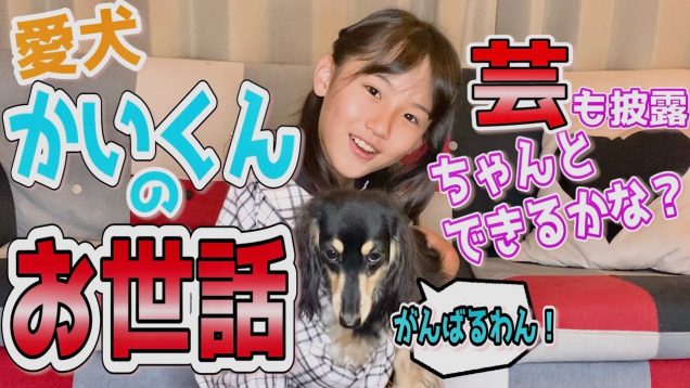 【愛犬】カイくんとの日常紹介します！