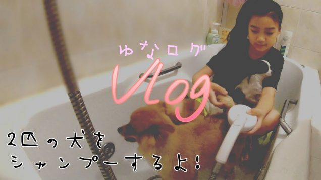 【Vlog】2匹の犬達をシャンプーするよ!★ゆなログ