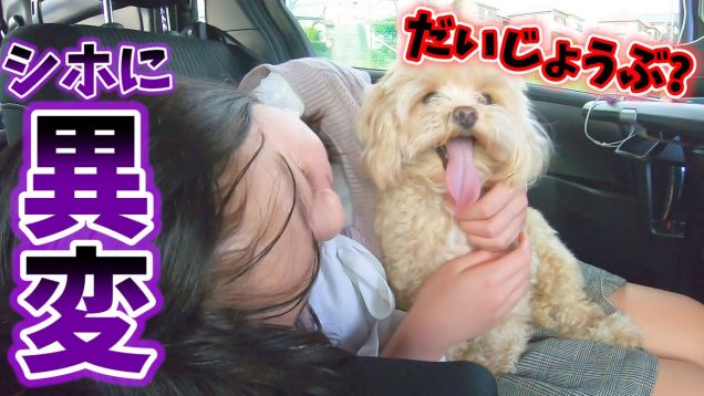 【病院の帰り道】しほに異変…シロンとコロンの狂犬病の注射の後の出来事【しほりみチャンネル】