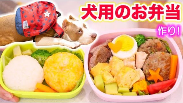 ロッキーの可愛いお弁当作り！大好きなものがたくさん！食べてくれる？