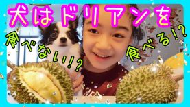 【検証】強烈な匂いのドリアンを犬は食べるのか!?　チワワもなちゃんが初ドリアンに挑戦! Will my dog eat durian!?