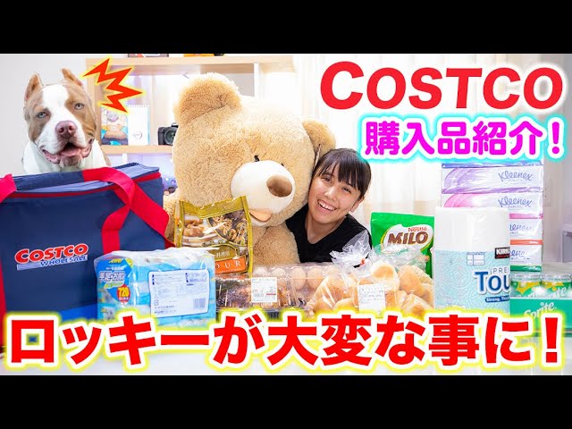 コストコ購入品紹介でロッキーが大変な事に？！ずっと欲しかったアレで大事件！【COSTCO】