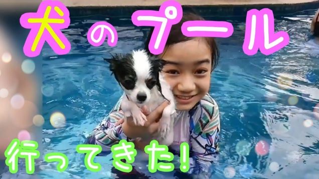 犬友たちと【犬のプール】へ行ってきたよ! ?上手に泳げるかな!?