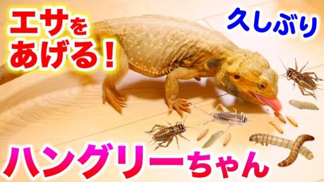 ハングリーちゃんにエサを沢山あげる！凄い食べっぷり！？コオロギにミルワーム?【爬虫類】【Bearded Dragon】