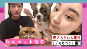 【ペット紹介】中学生モデルの愛犬と愛猫を紹介します! | ニコ☆プチTV