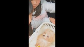 私と子犬の出会いと成長 #LINE動画【しほりみチャンネル】