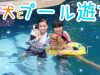 【プール遊び】友達と犬のプールへ行ってきたよ〜!★Having fun at the dog swimming pool!