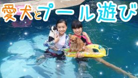 【プール遊び】友達と犬のプールへ行ってきたよ〜!★Having fun at the dog swimming pool!