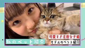 【ペット紹介】中学生モデルの可愛すぎる子猫を紹介| ニコ☆プチTV