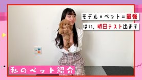 【トイプードル】れいらのペット紹介【子犬】 | ニコ☆プチTV