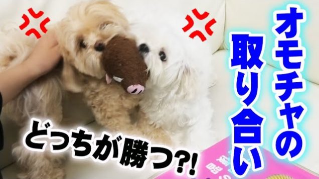 犬のバトル！おもちゃの取り合い【シロコロVlog】 【しほりみチャンネル】