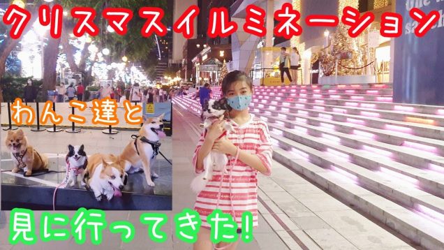 シンガポールシティの【クリスマスイルミネーション】を犬友達とわんこ達を連れて見に行ってきました