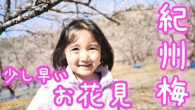 【お花見】和歌山県で梅のお花見🌸 2月なのに満開!?