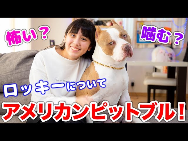 ロッキーについて正直に言います。怖い？人を噛むの？【アメリカンピットブル】(AMERICAN PITBULL)