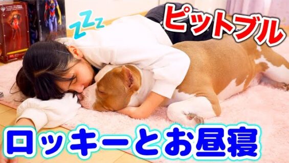 【ルーティーン】ロッキーとお昼寝ルーティーン！寝てる間ロッキーは何してる？【アメリカンピットブル】
