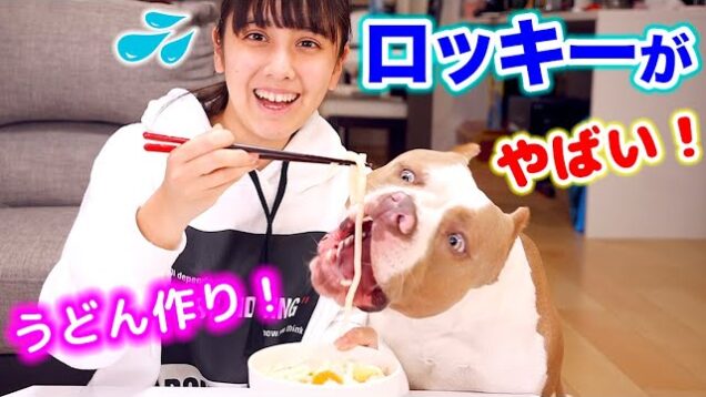 ロッキーにうどん？！超簡単においしい犬うどんが作れちゃう！ロッキーは食べる？【アメリカンピットブル】